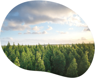 Aerial view of a forest looking down at green trees, with a blue sky and clouds above