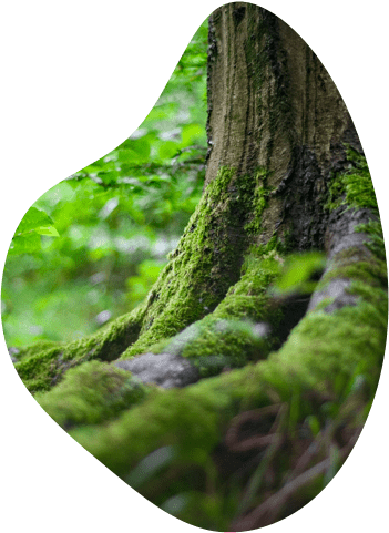 tree bark with green moss on it