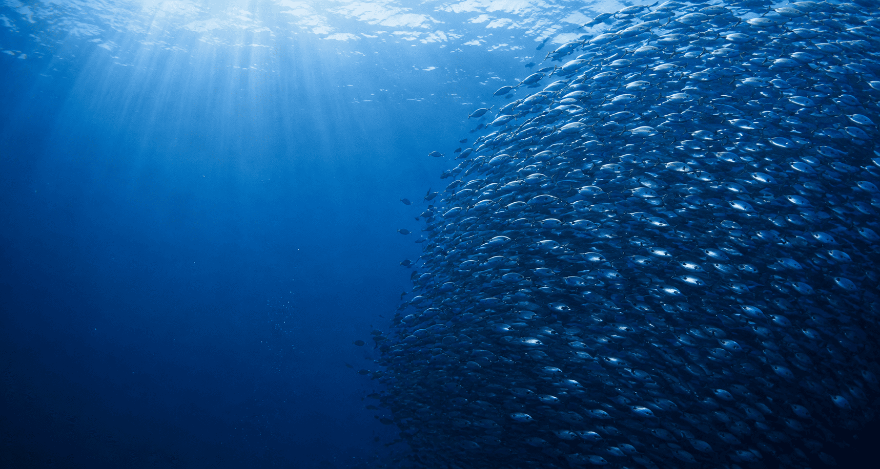 fish in the sea that school together
