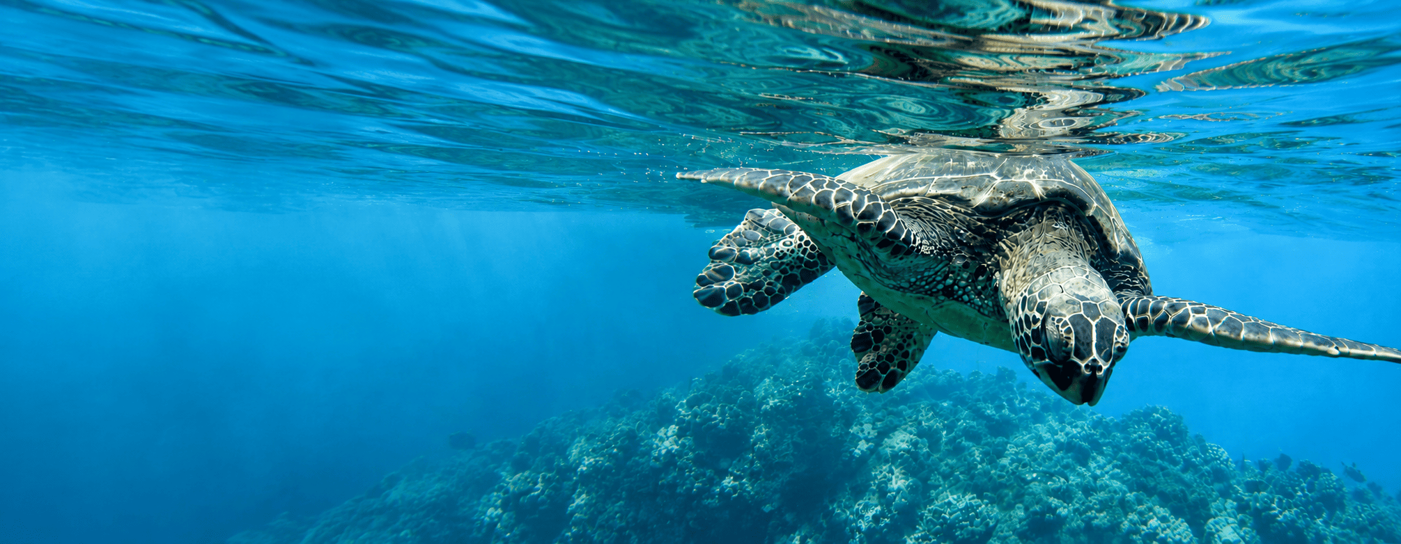 Sea turtle swimming in the water with coral beneath it