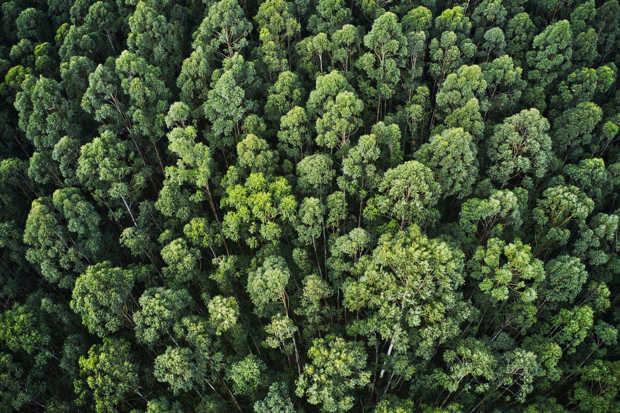 Forest of green trees seen from above